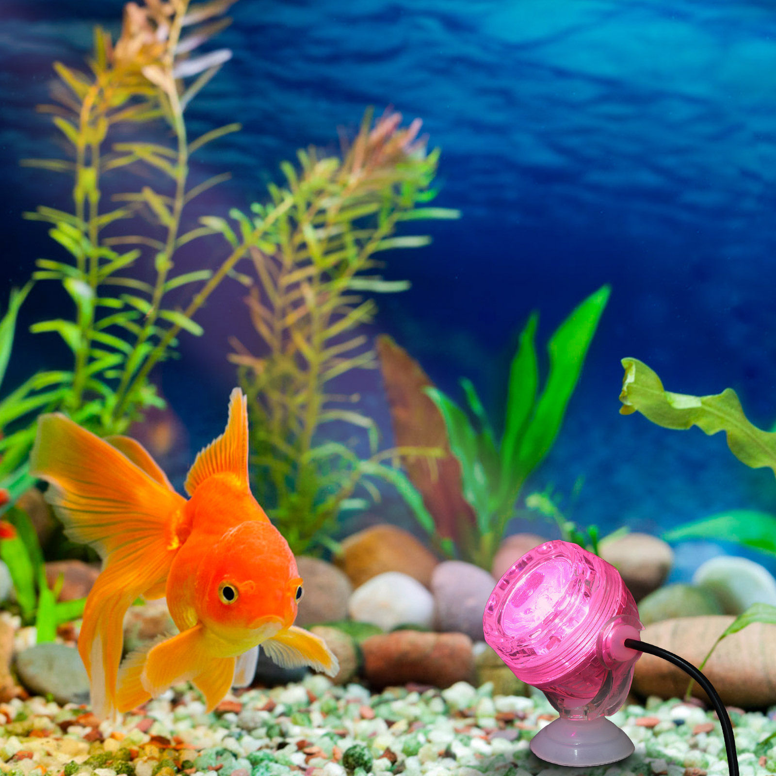 Kleine LED aquariumlamp waterd - Aquarium Fish Rainbow recensie en prijs