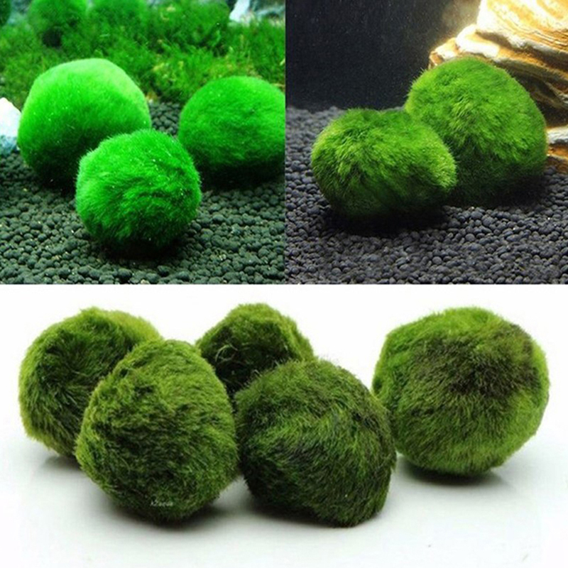 Marimo Mos Ballen Live Aquariu - Aquarium Fish Ball recensie en prijs